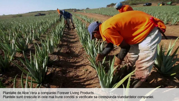 plantatie-aloe